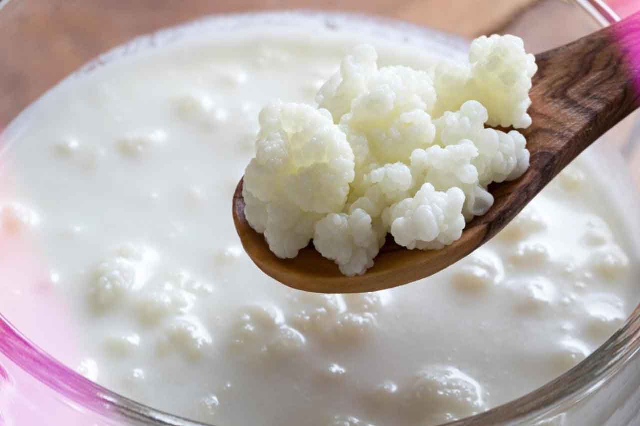 Como fazer Kefir em casa