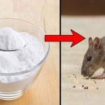 Guia Prático para se Livrar dos Ratos Sem Usar Venenos ou Produtos Tóxicos